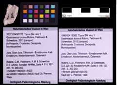 Foto (Objekt + Etiketten) von Galatheithes zitteli (von, Meyer, 1851) (NHMW-GEO-1990-0041-0299)